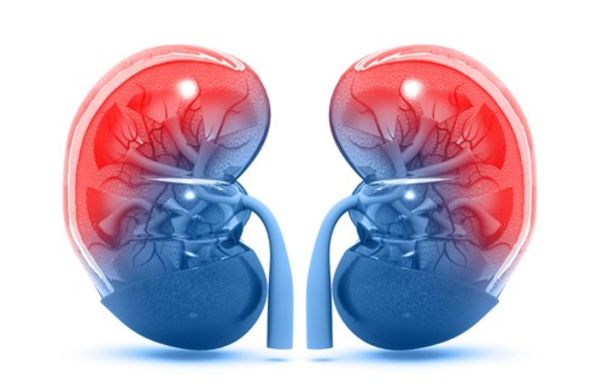 Image for Kidneys