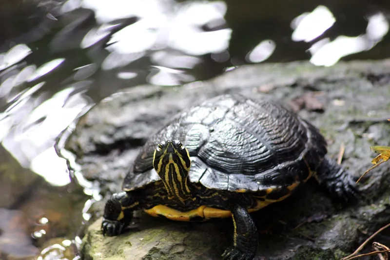 turtle rock