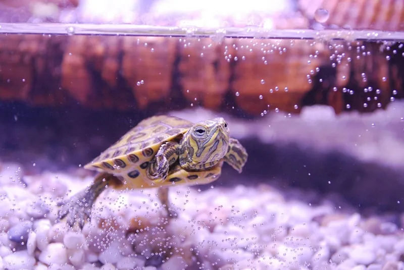 turtle swimming