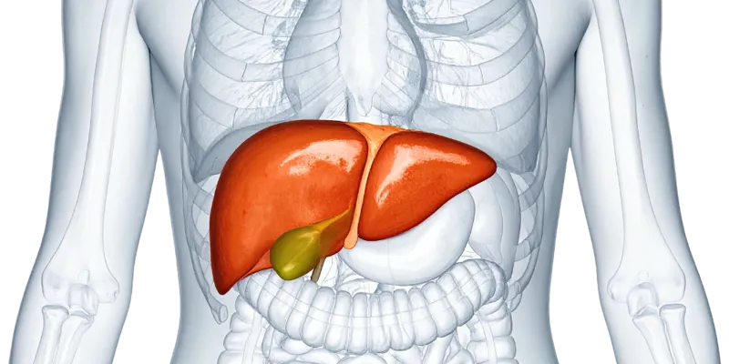 Liver 1000x500 (1).png
