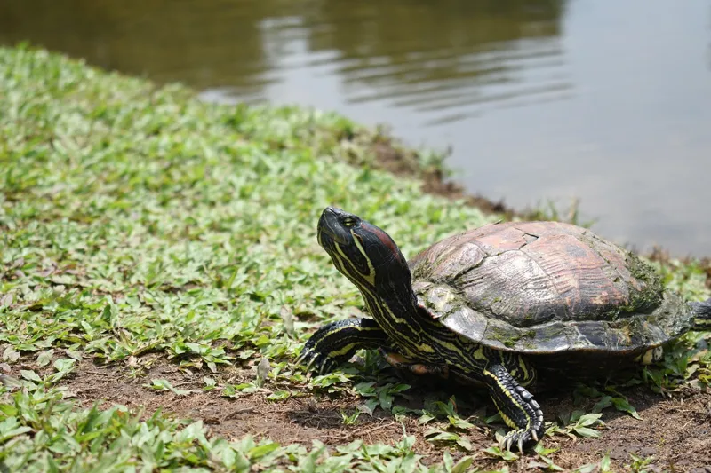 Red Slider Turtle