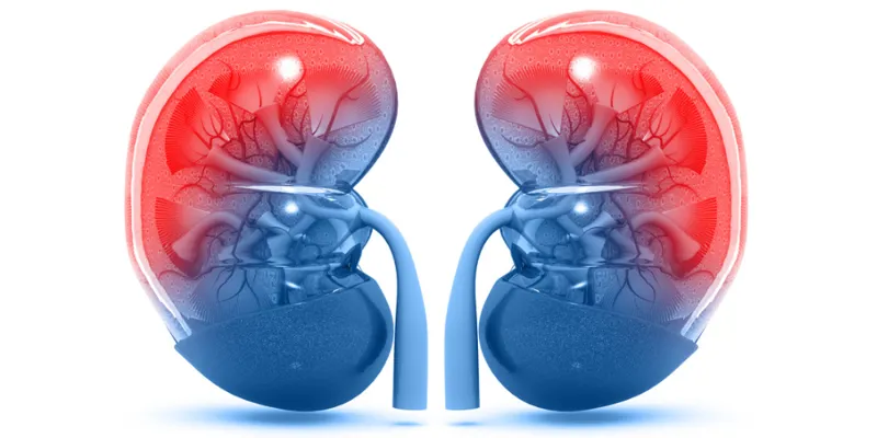 kidneys-1000x500.png